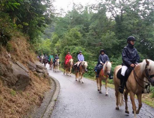 “Cavalli e Cavalieri nel Canavese”: ASD Scuderie Cavalchiusella